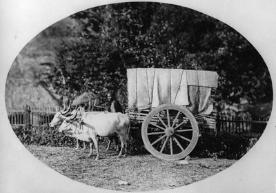 Carro di Buoi Indiano, c.1886 da A. T. W. Penn